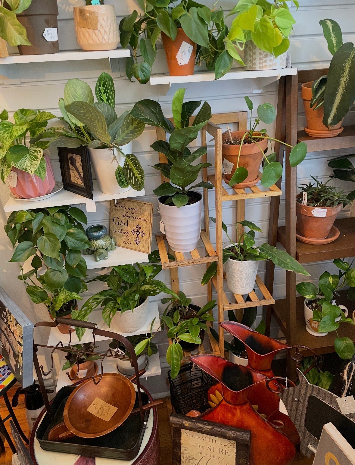Indoor plant collection displayed on white shelves and wooden plant stand with various potted plants in terra cotta and ceramic containers.