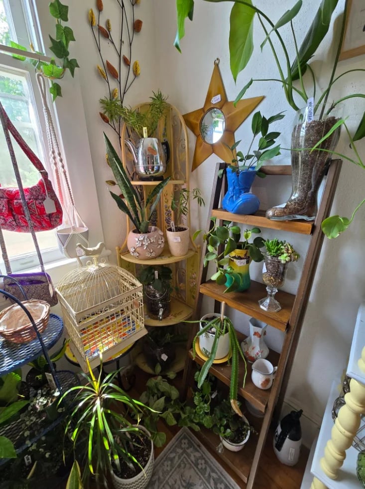 Cozy plant corner with wooden shelving, potted plants, decorative star ornament, small birdcage, and natural light from window